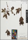 Foto von Salix pentandra L.